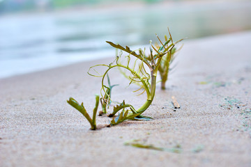 Algae on the sand in the surf on the sea coast.
