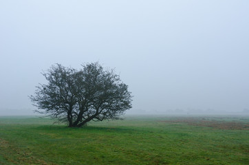 solitary bare tree in the green field enveloped in spring haze