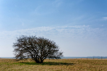 solitary bare tree in the green field under a cloudy blue sky