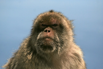 Monkey