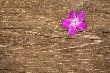one pink flower on a wooden table. pink periwinkle flower on a wooden background.