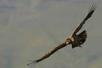 Juvenile Lammergeier in Flight