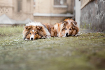Adorable Shetland Sheepdog  posing outdoor