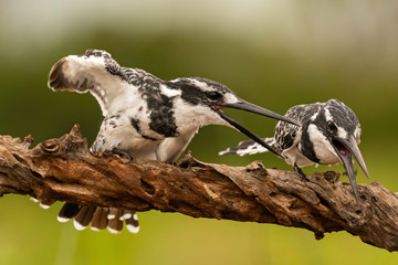 Pied Kingfisher Attack