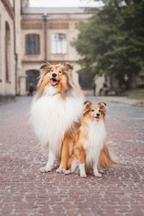 Rough Collie dog and Shetland Sheepdog dog together