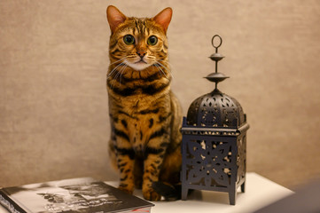 bengalkatze