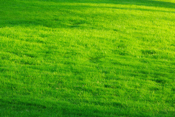 Obraz premium 緑の芝生