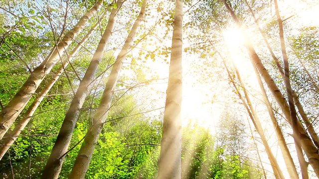 birch forest. timelapse. sunset background.