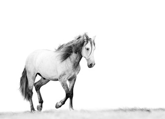 Gray horse walking isolated