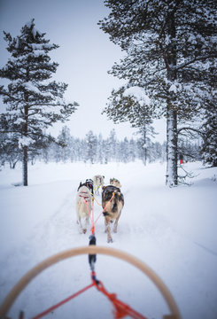 Huskey sled ride through lapland finland with lots of white snow rough nature expedition with dogs