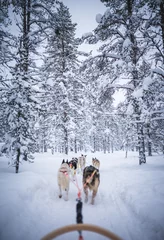 Foto auf Alu-Dibond Huskey sled ride through lapland finland with lots of white snow rough nature expedition with dogs © Karin Martin