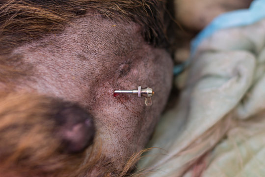 Abdominocentesis in Dog with severe cardiac disease and ascitis