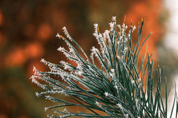 green branch with short and thick needles, slightly covered with hoarfrost in the forest in winter