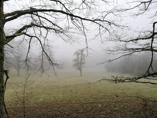 Winterfeld im Nebel