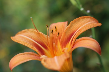 garden lily with orange flower and green leaves in the garden on a warm summer day, closeup