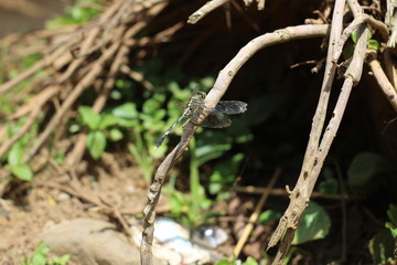 lizard on a tree