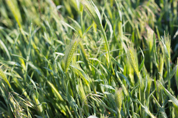 young, green ears of unripe wheat swing in the summer wind