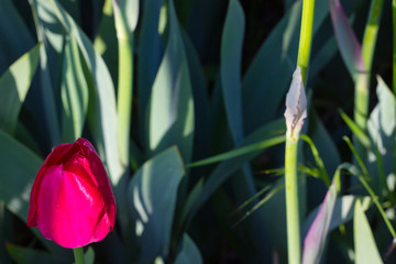 bud of a bright red tulip on a city flowerbed lit by the summer sun