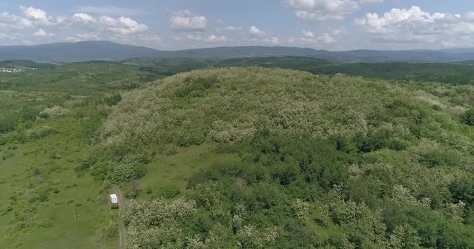 Magnificent flowering of wild acacia among mountains