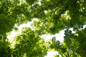 tree crowns in the forest on a summer day