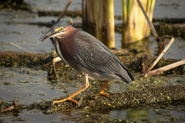 Green heron perched on swamp log