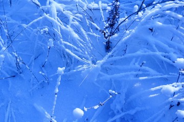 Evening landscape in a snowy Siberian forest.
