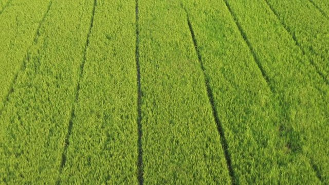 aerial view from flying drone of Field rice with landscape green pattern nature background, top view field rice