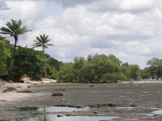 tropical beach with palm trees