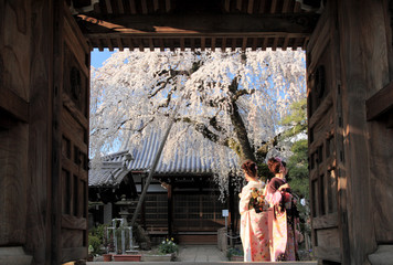 日本の春イメージ。満開の桜と着物を着た女性。