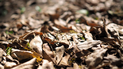 Soft focus Dry leaves background, Dried leaves.