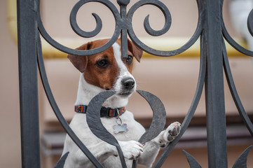 Cute red dog jack russell terrier is hiding and waiting behind black fence