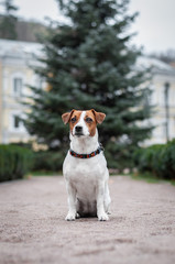 Cute dog jack russell terrier is sitting in front of a tree in the park