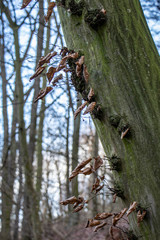 Autumn tree trunk