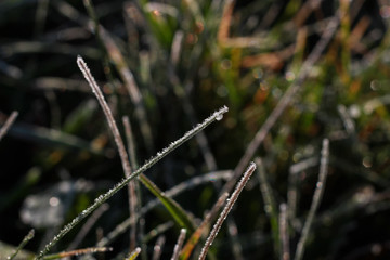 Green grass with morning frost and sunlight in garden, Frozen plants for abstract natural background, Young shoots of winter wheat at spring day. Autumn hoarfrost