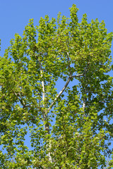 London plane