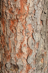 Serbian spruce