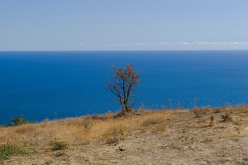 Lonely tree on a background of the sea.