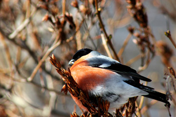 Fluffy bullfinch with red breast. Bright winter bird.