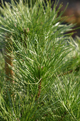 Italian stone pine