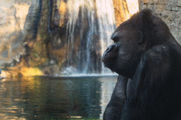 gorila © Jose Mayans