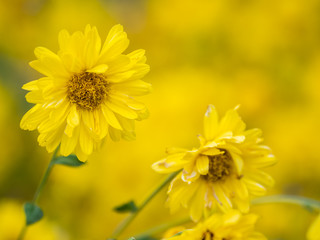 a beautiful chrysanthemum in the garden