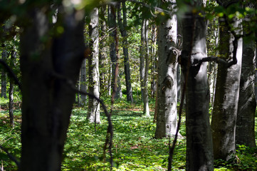 Fototapeta premium A beautiful beech forest in the summer. A game of light and shadow. Trees in the forest.