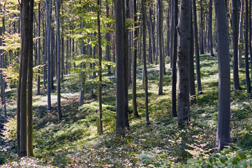 A beautiful beech forest in the summer. A game of light and shadow. Trees in the forest.