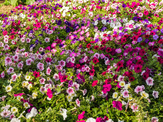 a beautiful flower in the morning