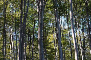 Fototapeta premium A beautiful beech forest in the summer. A game of light and shadow. Trees in the forest.