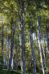 A beautiful beech forest in the summer. A game of light and shadow. Trees in the forest.
