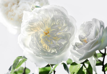 Fototapeta premium fiore bianco