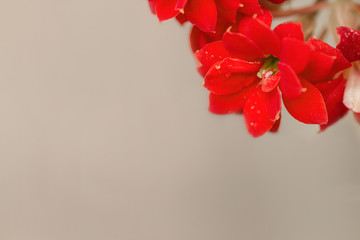 Red geranium flower on white background