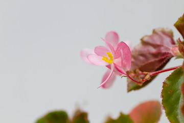 Geranium pale pink flower close up