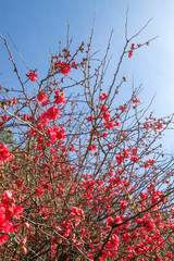 Chaenomeles japonica springtime flowers blooming